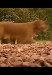 LAS CARRETERAS INGLESAS EN 1820 LAS CARRETERAS INGLESAS EN 1820