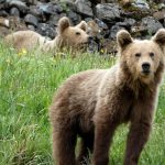 Oso pardo
