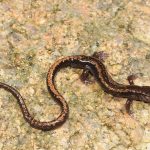 Salamandra rabilarga