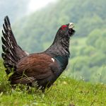 Urogallo cantábrico